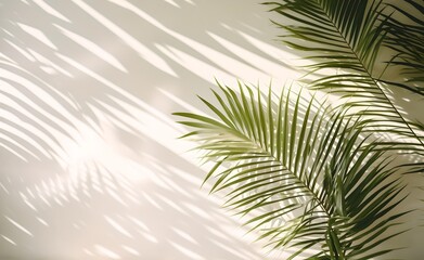 Blurry background of a white wall with shadows of tropical leaves and sunlight.