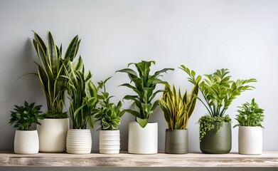 Several diverse plants in pots on a gray wall. - obrazy, fototapety, plakaty
