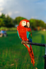 A couple of red macaw