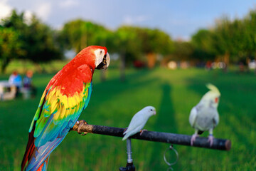 parrots animal pet colorful on the background of nature.
