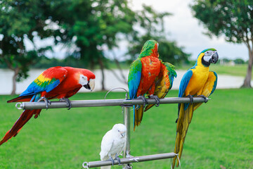 parrots animal pet colorful on the background of nature.