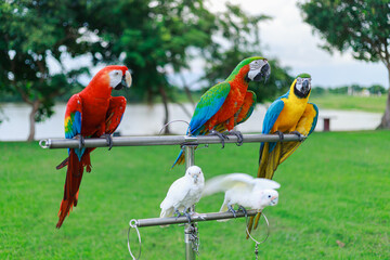 parrots animal pet colorful on the background of nature.