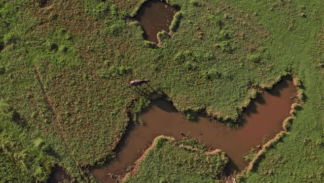 A Water Buffalo Roaming On Water-meadow