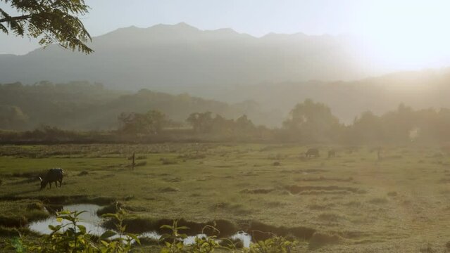 Water Buffaloes Feeding On Marshy Pasture