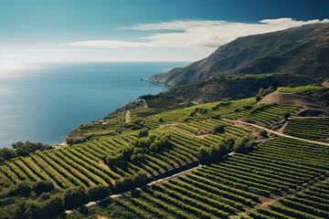 the cliffs and vineyards at the coast with sea. mediterranean landscapes - obrazy, fototapety, plakaty