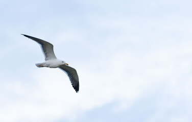 Naklejka premium seagull flying in the sky