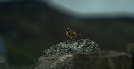 Mimus gundlachii on the rock