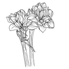 drawing of a flower