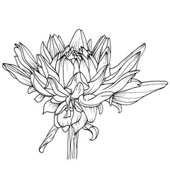 sketch of a flower