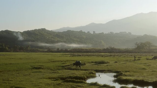 Water Buffalo Savoring Grass On Marshy Pasture