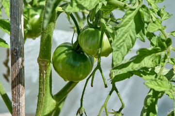 green tomatoes hanging on a branch