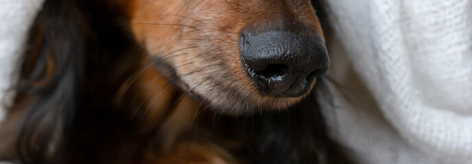 Red long haired dachshund nose close up banner