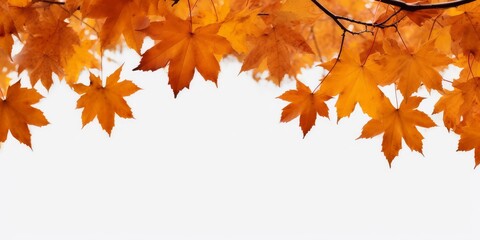 The golden orange brown colour of maple tree leaves in autumn. Winter tree canopy foliage isolated against a flat background, Generative AI