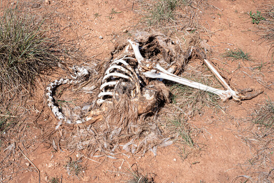 Skeletal remains of an Emu, dry bleached bones and feathers, dead Australian native bird.