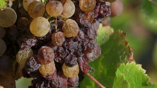 Vineyard grape with noble rot close-up, Sauternes, Gironde, France, High quality 4k footage
