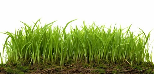 Obraz premium Fresh green grass isolated against a white background, Generative AI