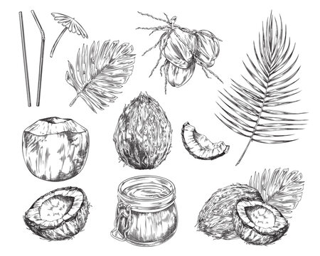 Set of hand drawn coconuts with palm leaf, Sketch vector tropical food illustration, Vector illustration isolated on white background