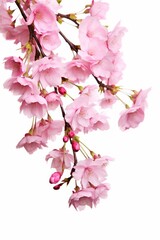 Pink spring cherry blossom flowers on a tree branch isolated against a flat background, Generative AI