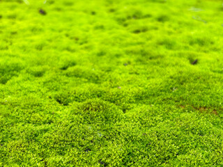 the green carpet of moss