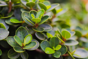 close up of green plant