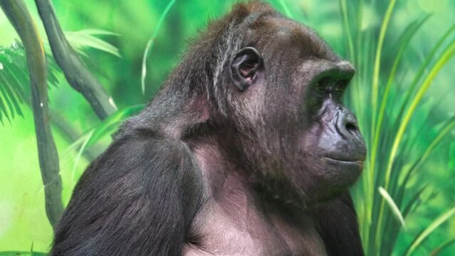 Close-up an adult gorilla looks around against the backdrop of an artificial jungle. Animal protection concept