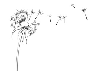 The sketch of field dandelion with seeds.
