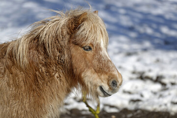 Poney shetland dans un pré en hiver