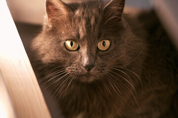 A Cozy Cat Portrait in the Interior. Domestic pet indoors. Close-Up of Beauty. The Graceful Gray Cat in a Cozy Setting