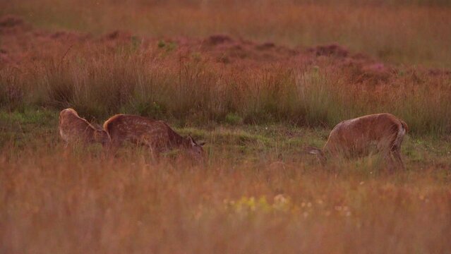 Playful red deer hinds wallowing in meadow in early morning, Hoge Veluwe