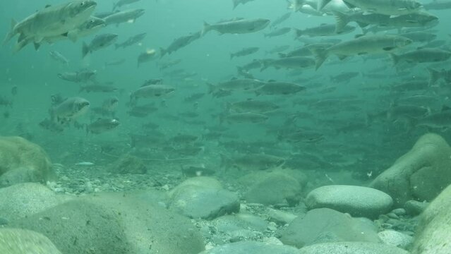 Large School of Adult sockeye salmon still displaying ocean colours in a river in British Columbia, Canada.