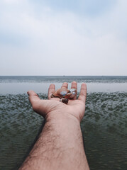 person holding see shells