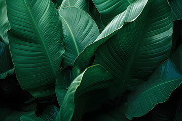 Abstract Green Leaf Texture, Nature Background, Tropical Leaf.