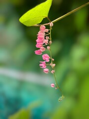 butterfly on a flower
