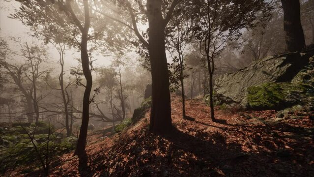 Enchanted autumn forest in fog in the morning