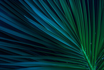 Obraz premium Tropical Palm Leaf and Shadow, Abstract Natural Green Background, Dark Blue Tone.