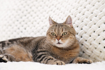 A red tabby cat is lying on a light sofa