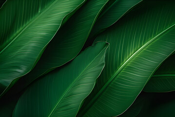 Closeup Banana Leaf Texture in Garden, Abstract Green Leaf, Large Palm Foliage Nature Dark Green Background.