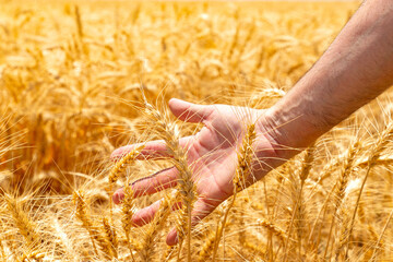Farmer is holding ears of wheat in his hand.