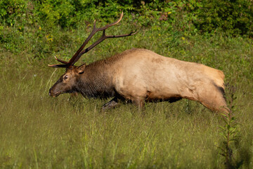 Naklejka na ściany i meble A Bull Elk Staring into a Run