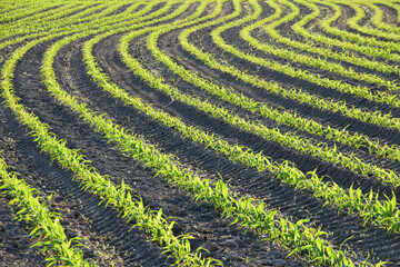 corn crop in field rows