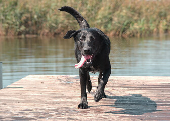 Happy labrador retriever running off a dock at pond in park.