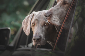 Two Weimaraner dogs looking out of car window in parking.
