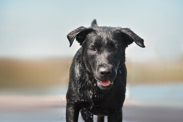 Portrait of  wet Labrador on blurred background.