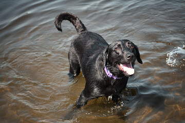 Wet Labrador Retriever standing in water.