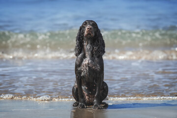 Wet brown Cocker Spaniel sitting on sand against background of sea.
