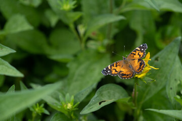 Closeup view of orange butterfly on green plant.