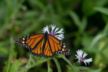 Closeup view of butterfly on green plant.