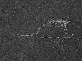 Black sand dunes and grasses at Stokknes in Iceland,Stokksnes,