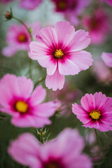 Close up of pink cosmos flowers against green background of garden.