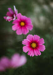 Obraz premium Close up of pink cosmos flowers against green background of garden.